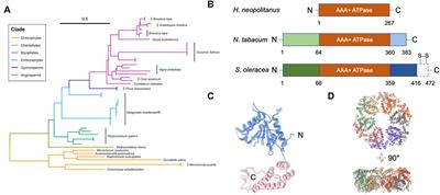 Molecular mechanism of Rubisco activase: Dynamic assembly and Rubisco remodeling